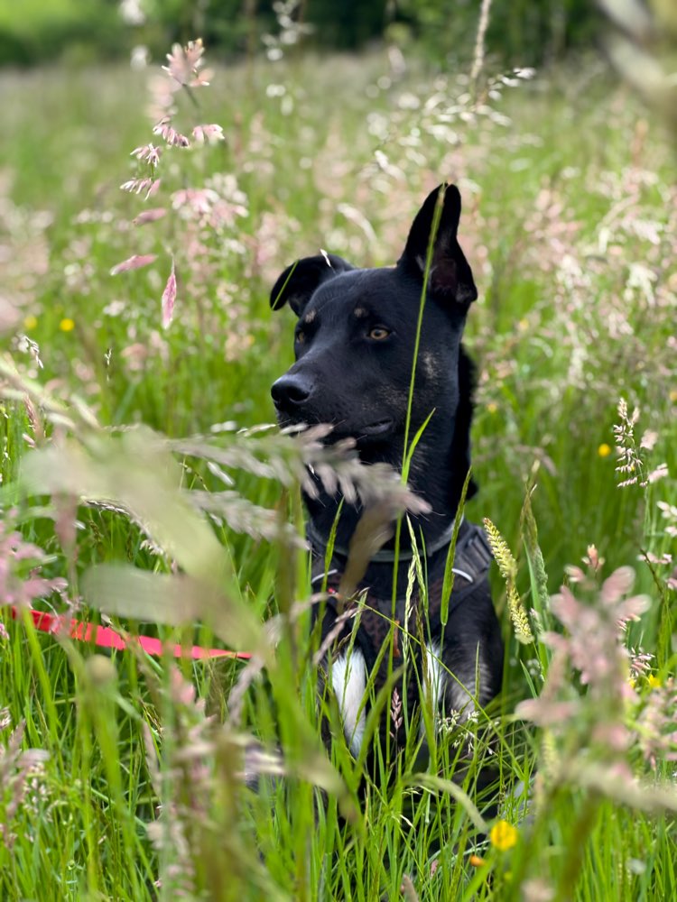 Hundetreffen-Gemeinsam unterwegs-Profilbild