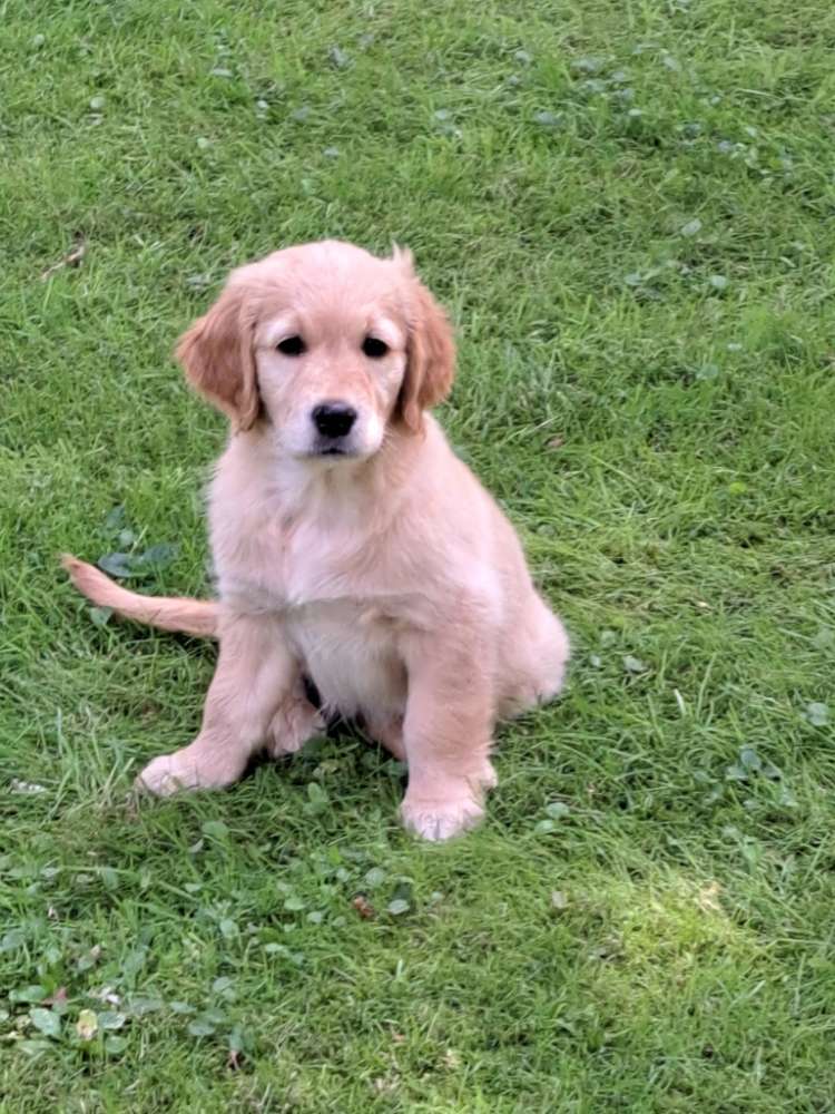 Hundetreffen-Welpentreffen im Raum Erkrath und Umgebung-Profilbild