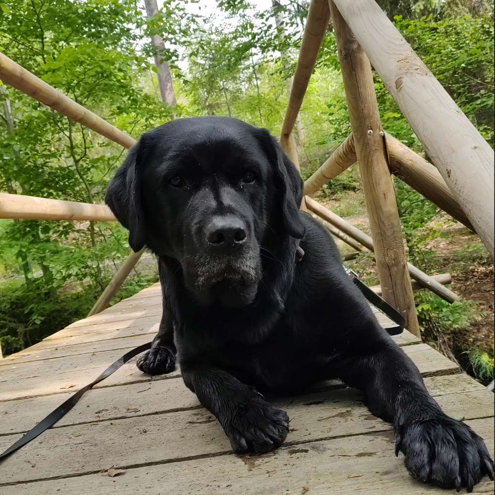 Hundetreffen-Hundefreundschaften-Profilbild