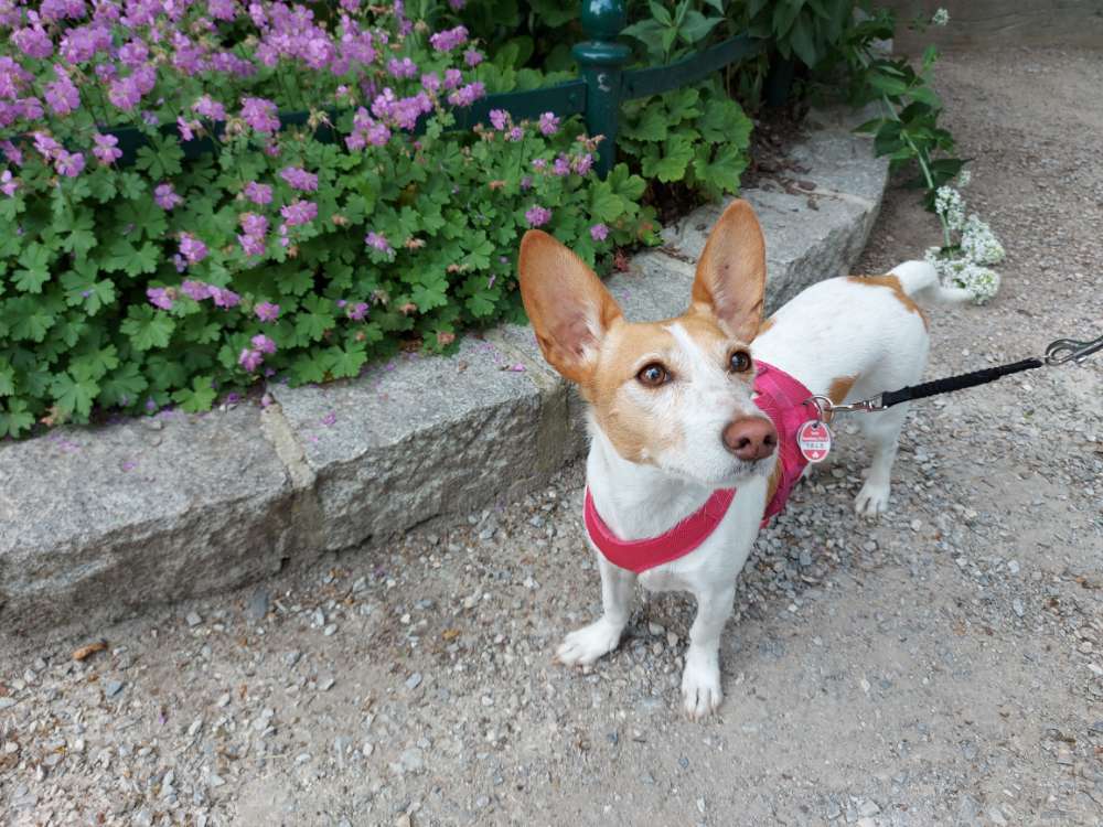 Hundetreffen-Neue Hundefreunde zu gemeinsamen Gassirunden gesucht!😊🐶-Profilbild