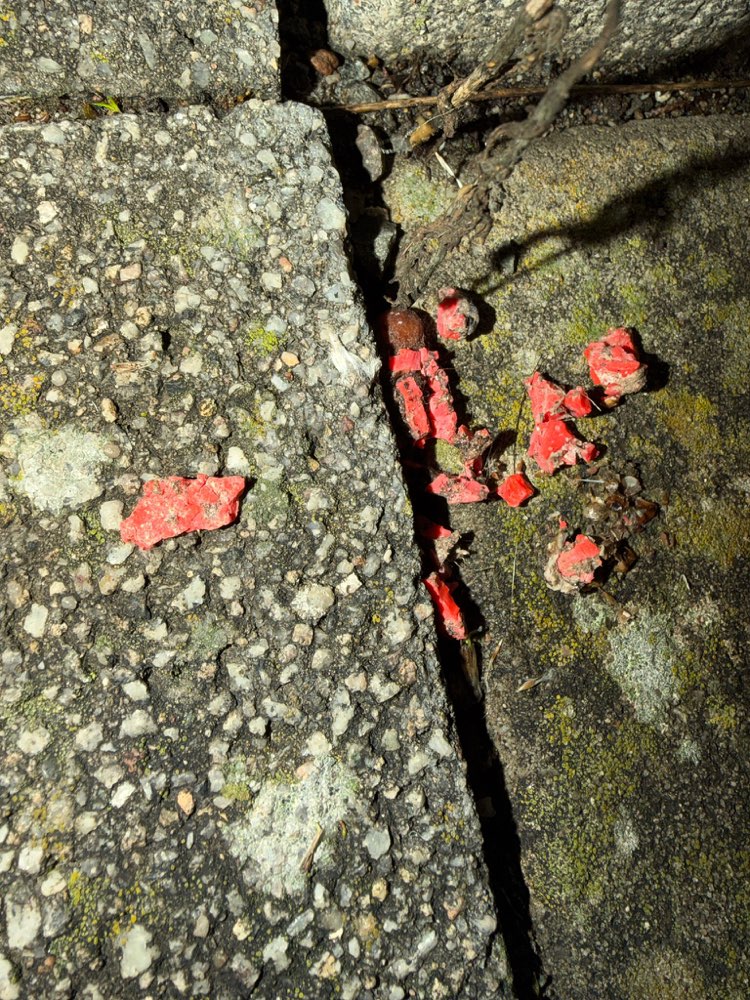 Giftköder-Möglicherweise Mäusegift-Profilbild