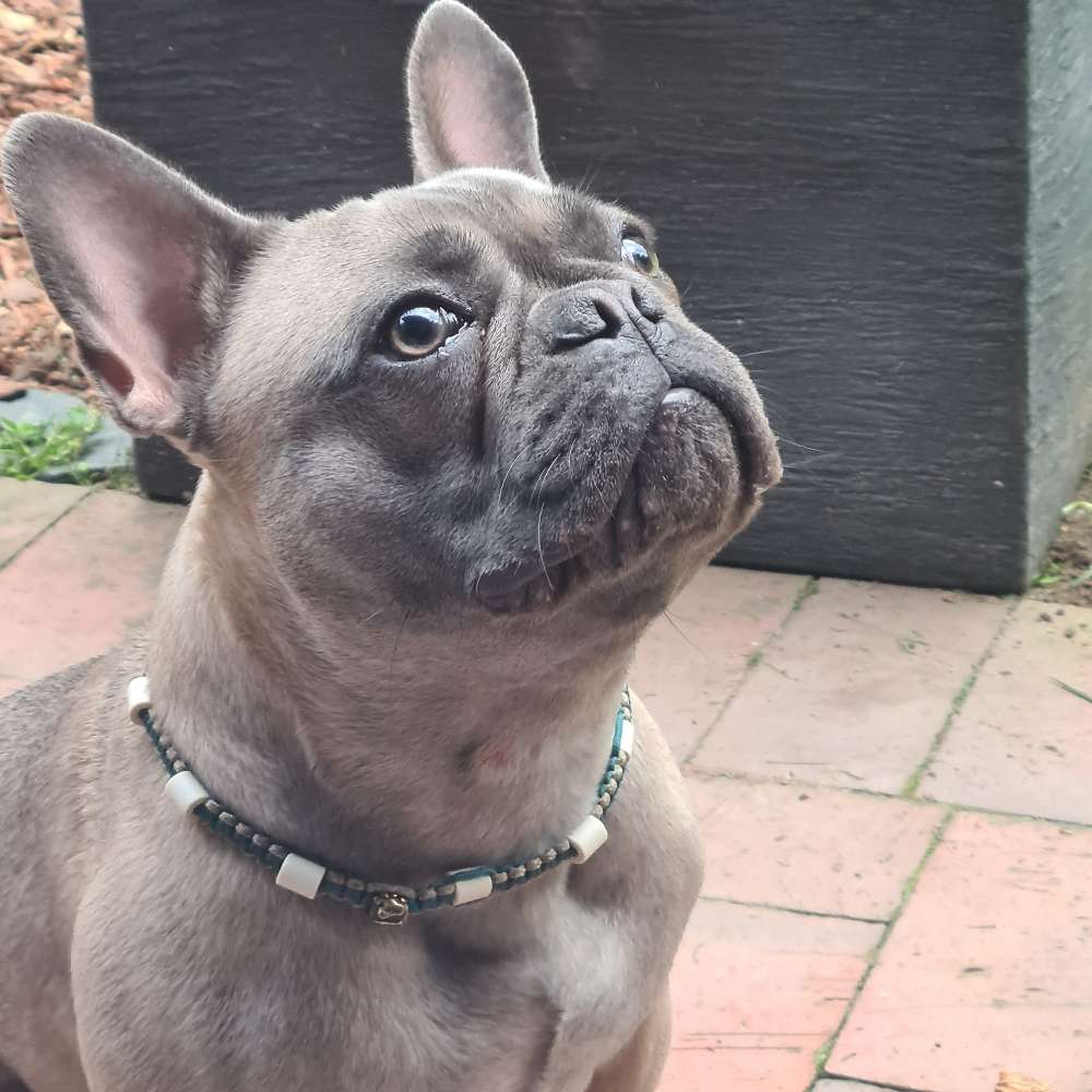 Hundetreffen-Spielen oder Gassi gehen-Profilbild