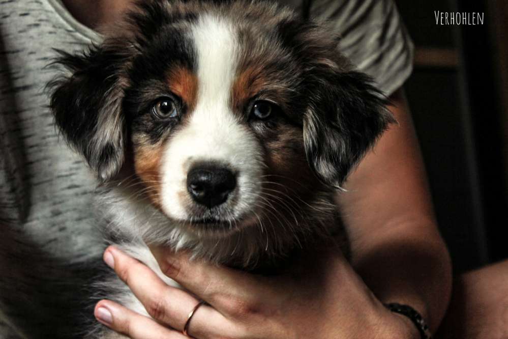 Hundetreffen-Welpen treffen-Profilbild