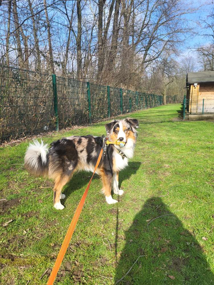 Hundetreffen-Auf der suche nach einem Spielfreund-Profilbild