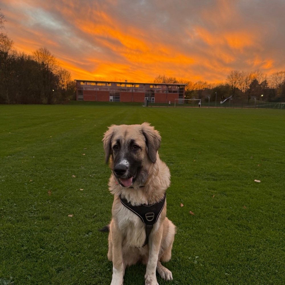 Hundetreffen-Hundefreunde für Linara gesucht :)-Profilbild