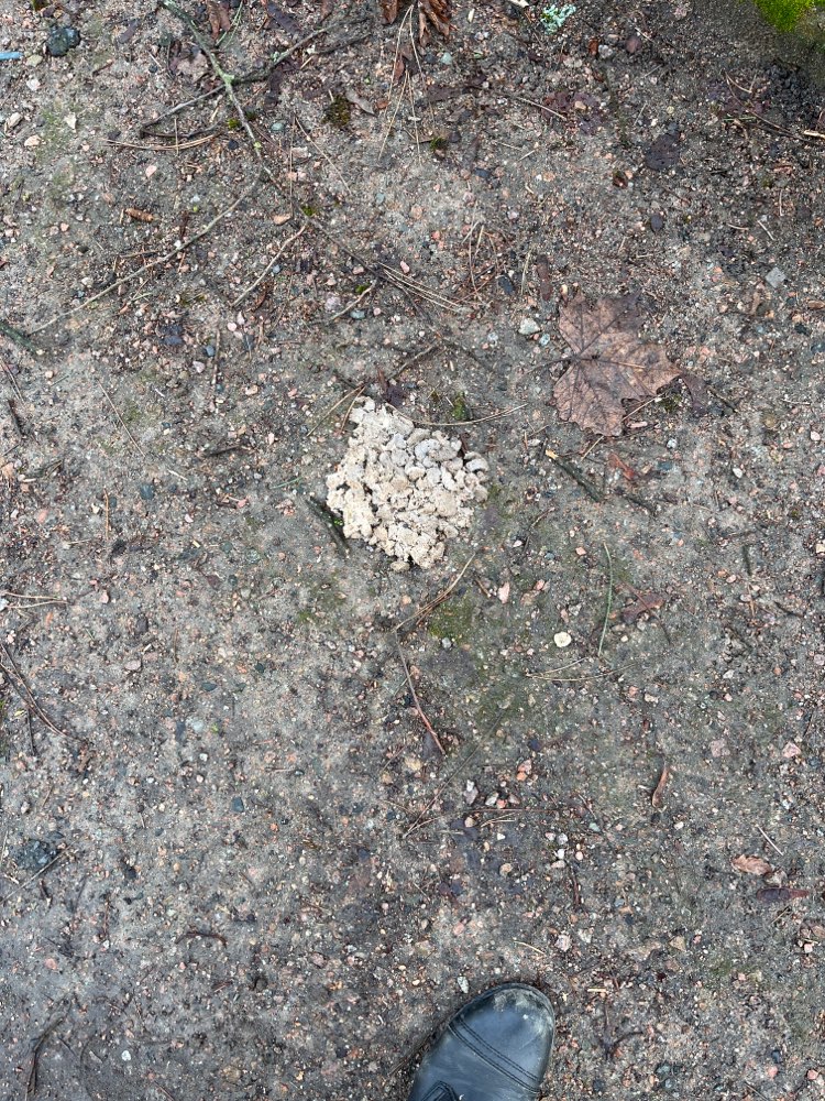 Giftköder-Ggf Giftköder, nicht identifizierbar-Profilbild