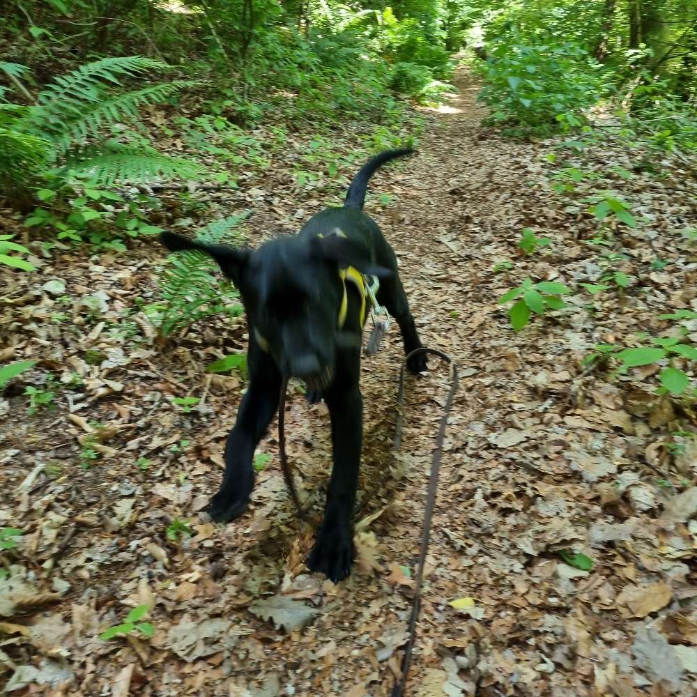 Hundetreffen-Welpentreffen-Profilbild