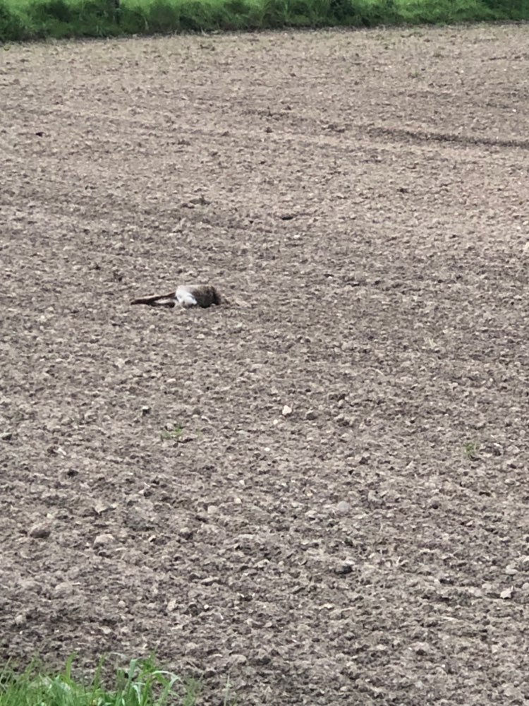 Giftköder-Möglicher Giftköder-Profilbild