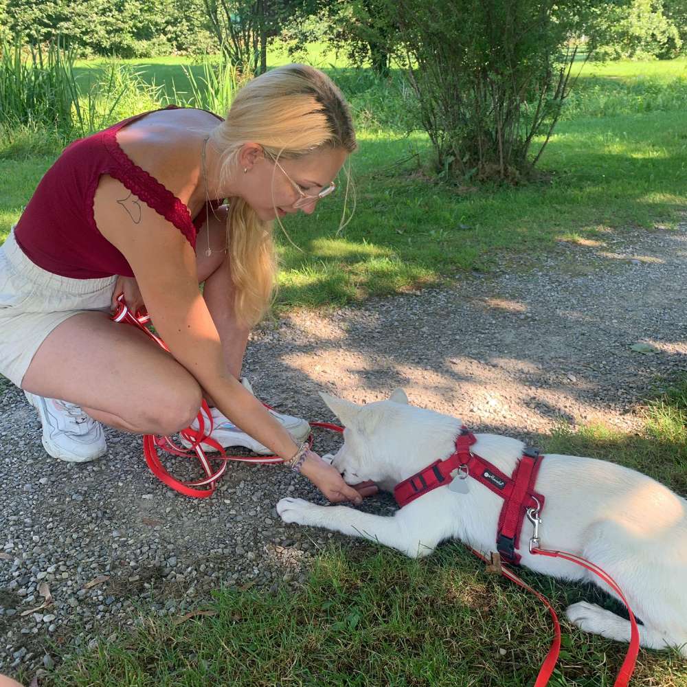 Hundetreffen-Spielen und kennenlernen von anderen Hunden mit einer 4 Monate alten Hündin-Profilbild