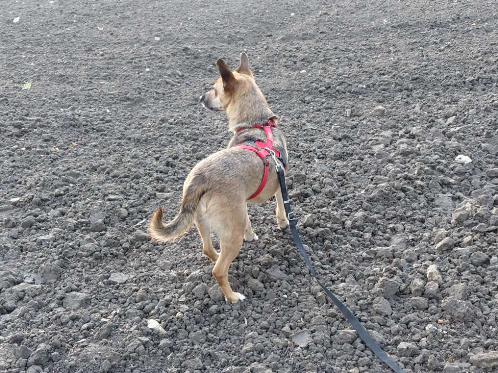 Hundetreffen-Hundefreund zum Spielen und gemeinsamen Gassi gehen gesucht-Profilbild