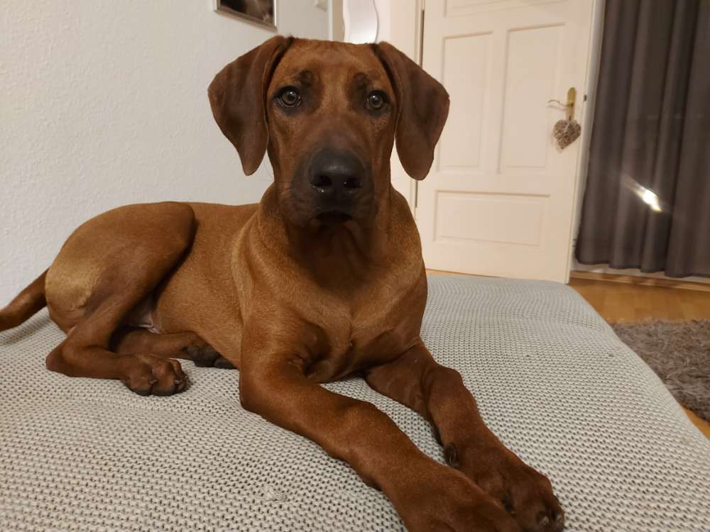 Hundetreffen-Hundekumpels u Kumpelinen zum Gassi gehen und toben in 31303 Otze oder Umgebung gesucht-Profilbild