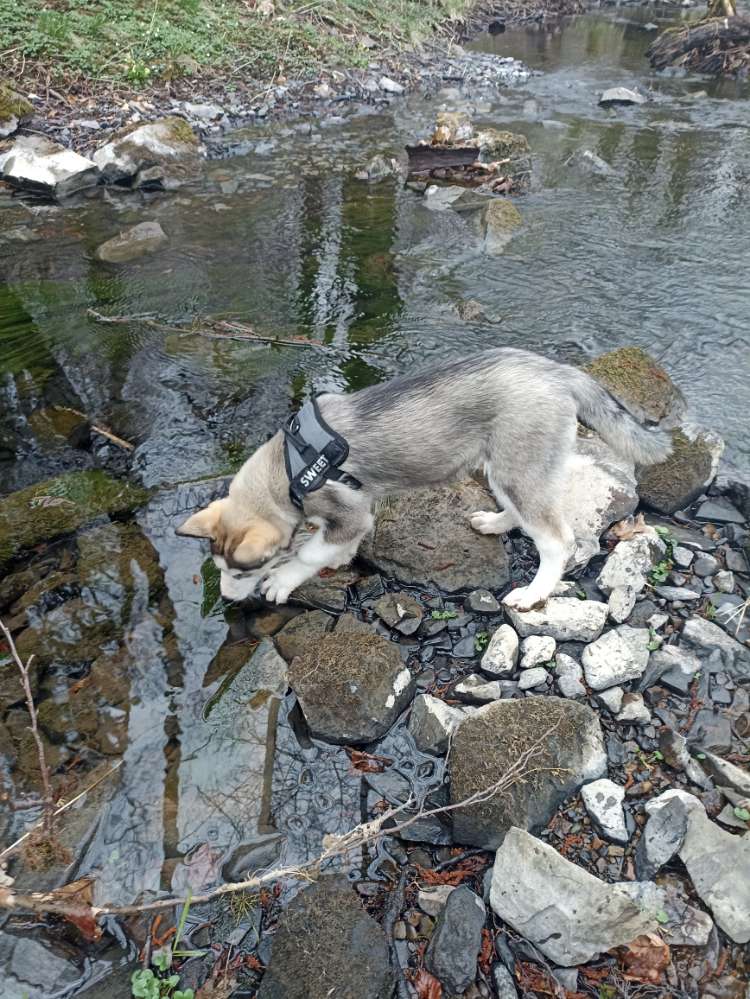 Hundetreffen-Spielkameraden gesucht-Profilbild