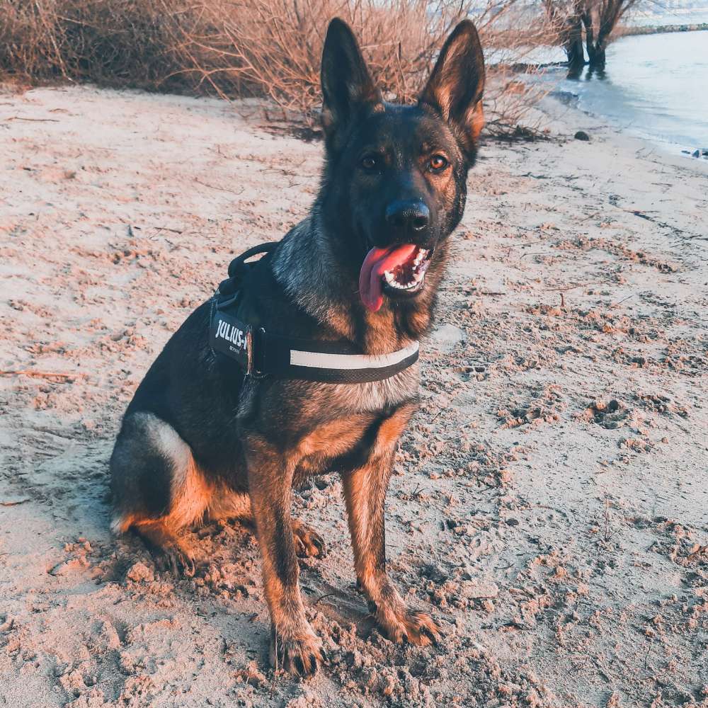 Hundetreffen-Spazieren und Spielen für Große-Profilbild