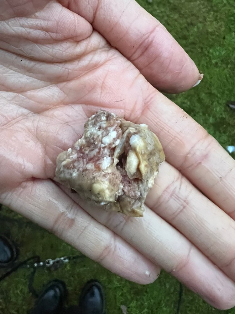 Giftköder-Giftköder-Profilbild