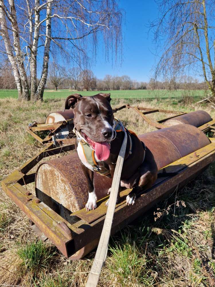 Hundetreffen-Treffen zum Gassi gehen.Suche Hunde Freunde-Profilbild