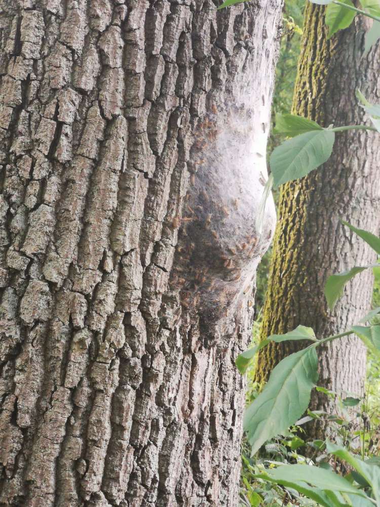 Giftköder-Eichenprozessionsspinner-Profilbild