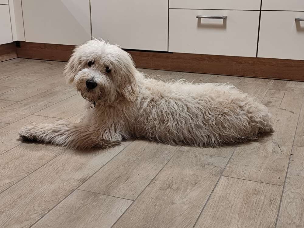 Hundetreffen-Spielrunde / Gassirunde-Profilbild