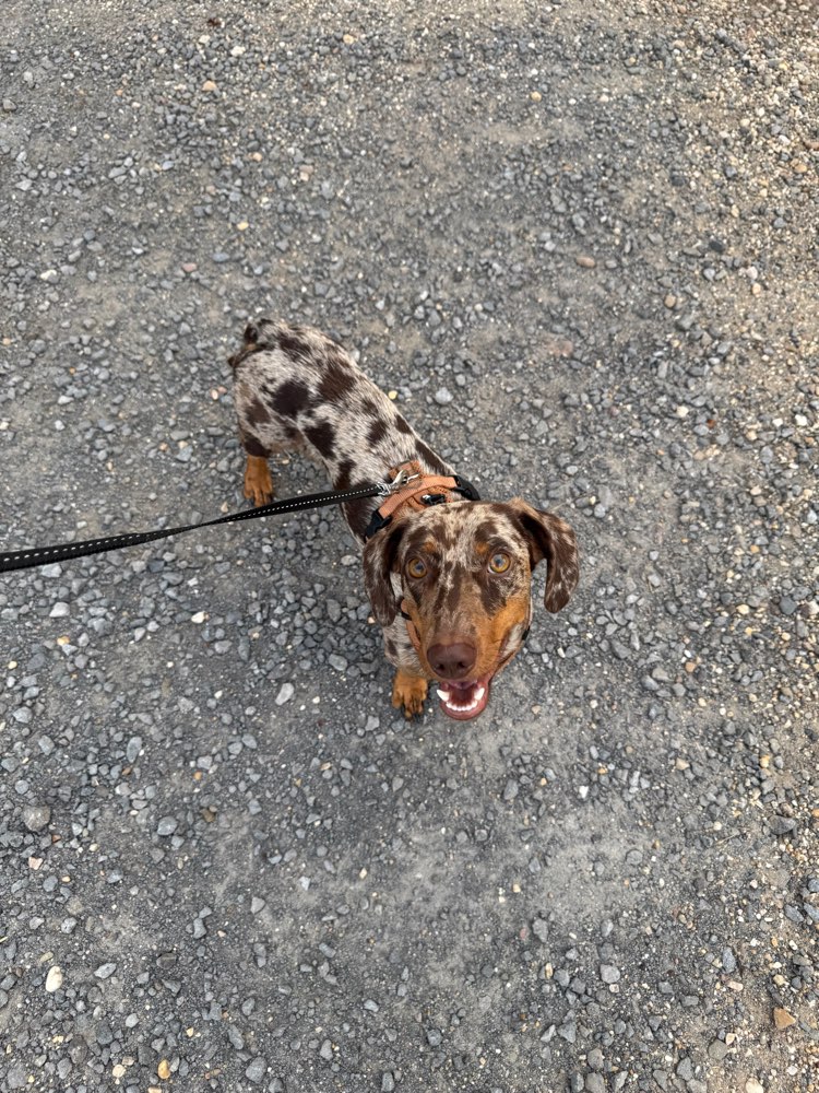 Hundetreffen-Gemeinsam Gassi und Spielen 🐾-Profilbild