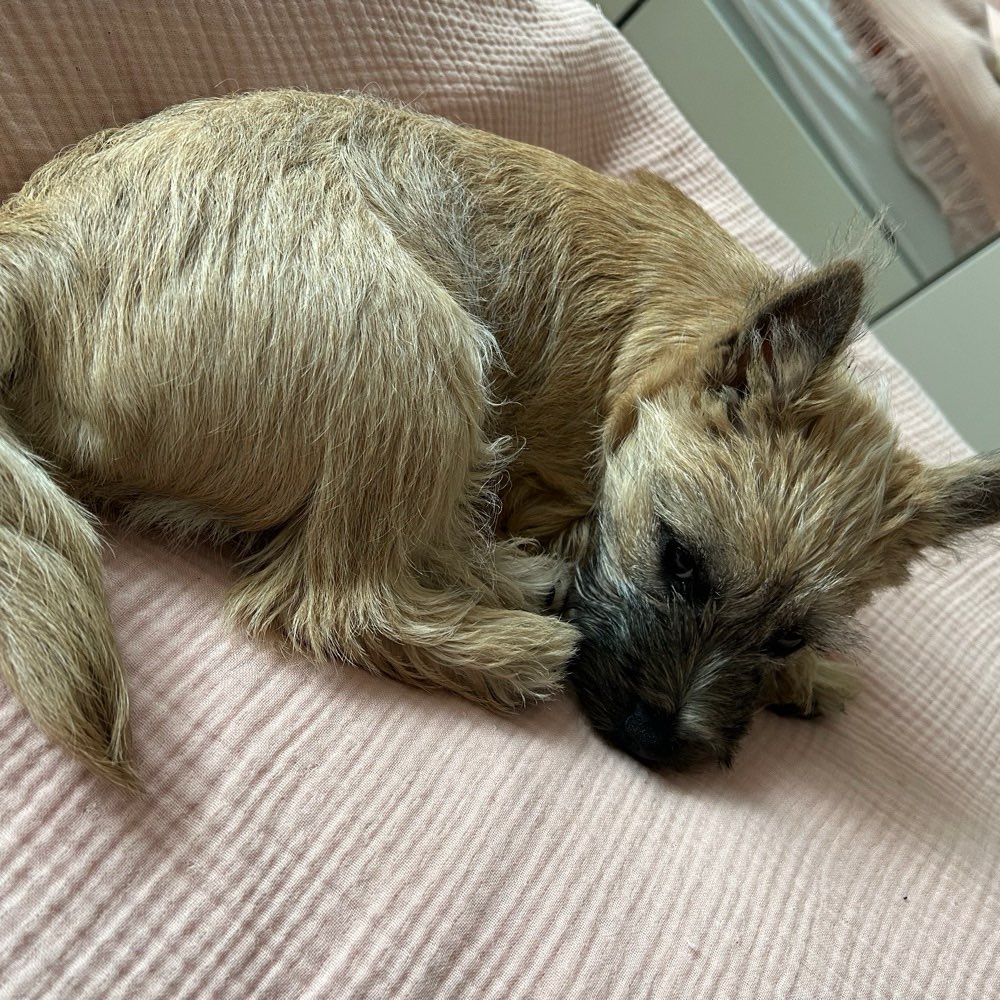 Hundetreffen-Welpentreffen ,Gassirunden-Profilbild