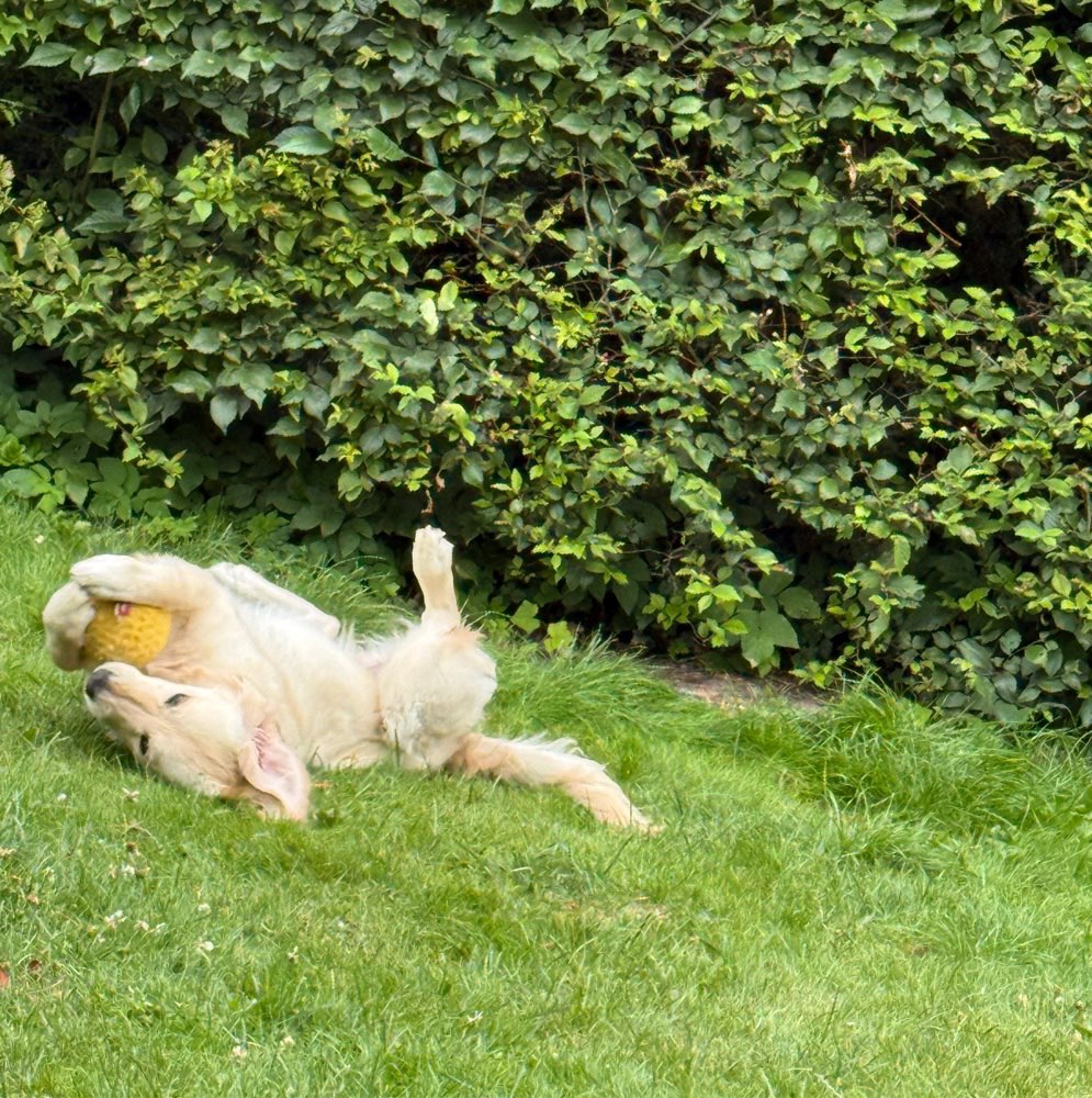 Hundetreffen-Spazieren und Spielen mit Nala-Profilbild