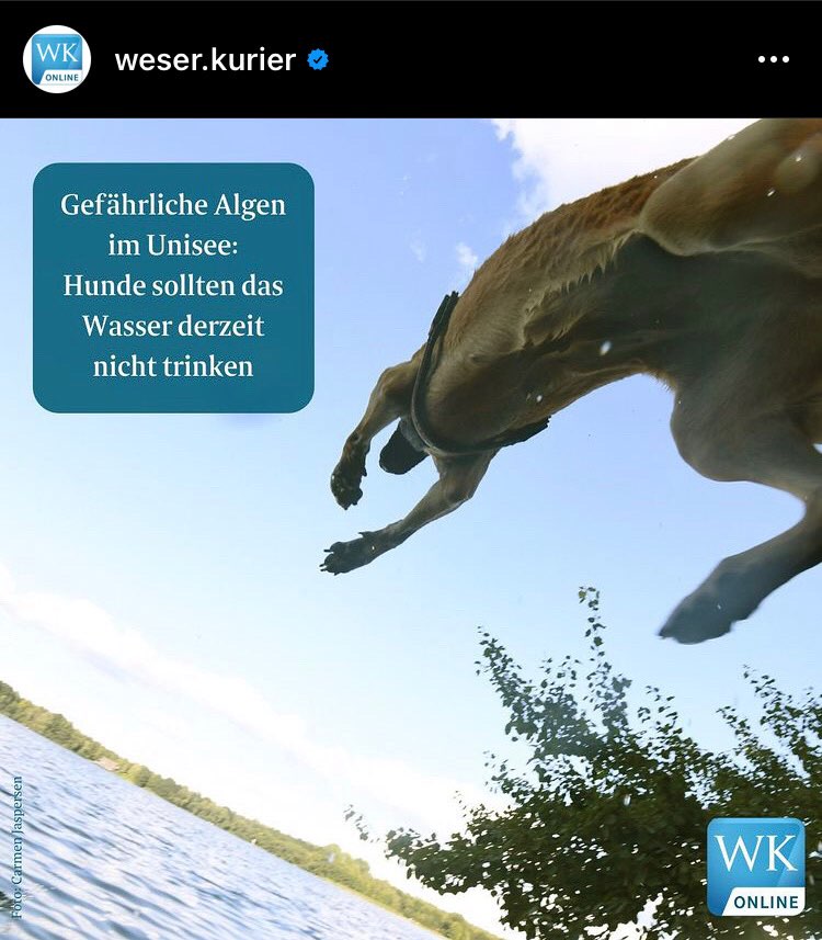 Giftköder-Gefährliche Algen im Unisee-Profilbild