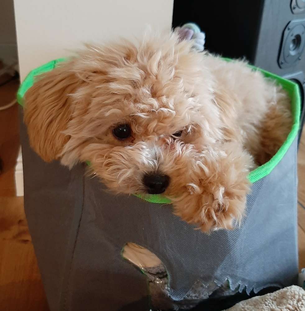 Hundetreffen-Kleine Hunde Treffen-Profilbild