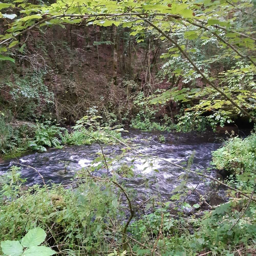 Hundetreffen-Kleinhunde bis 7 kg🐾-Profilbild