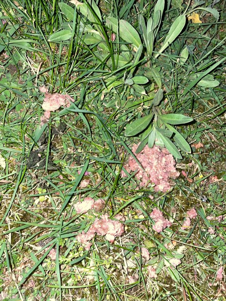 Giftköder-Vermutlich Giftköder-Profilbild