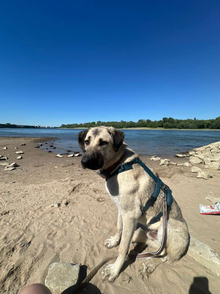 Hundetreffen-Bolle sucht Freunde 🙃😊-Profilbild