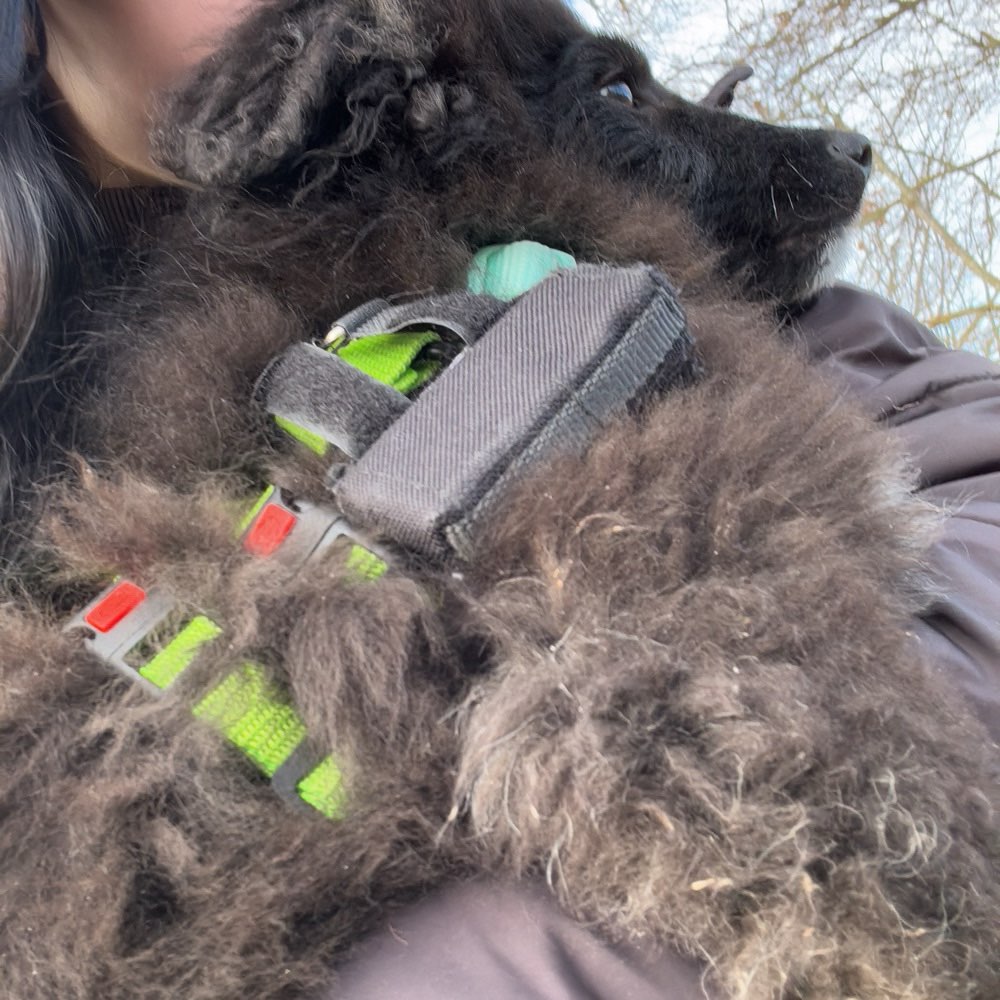 Hundetreffen-Welpentreff/Jungtreffen in Oststeinbek-Profilbild