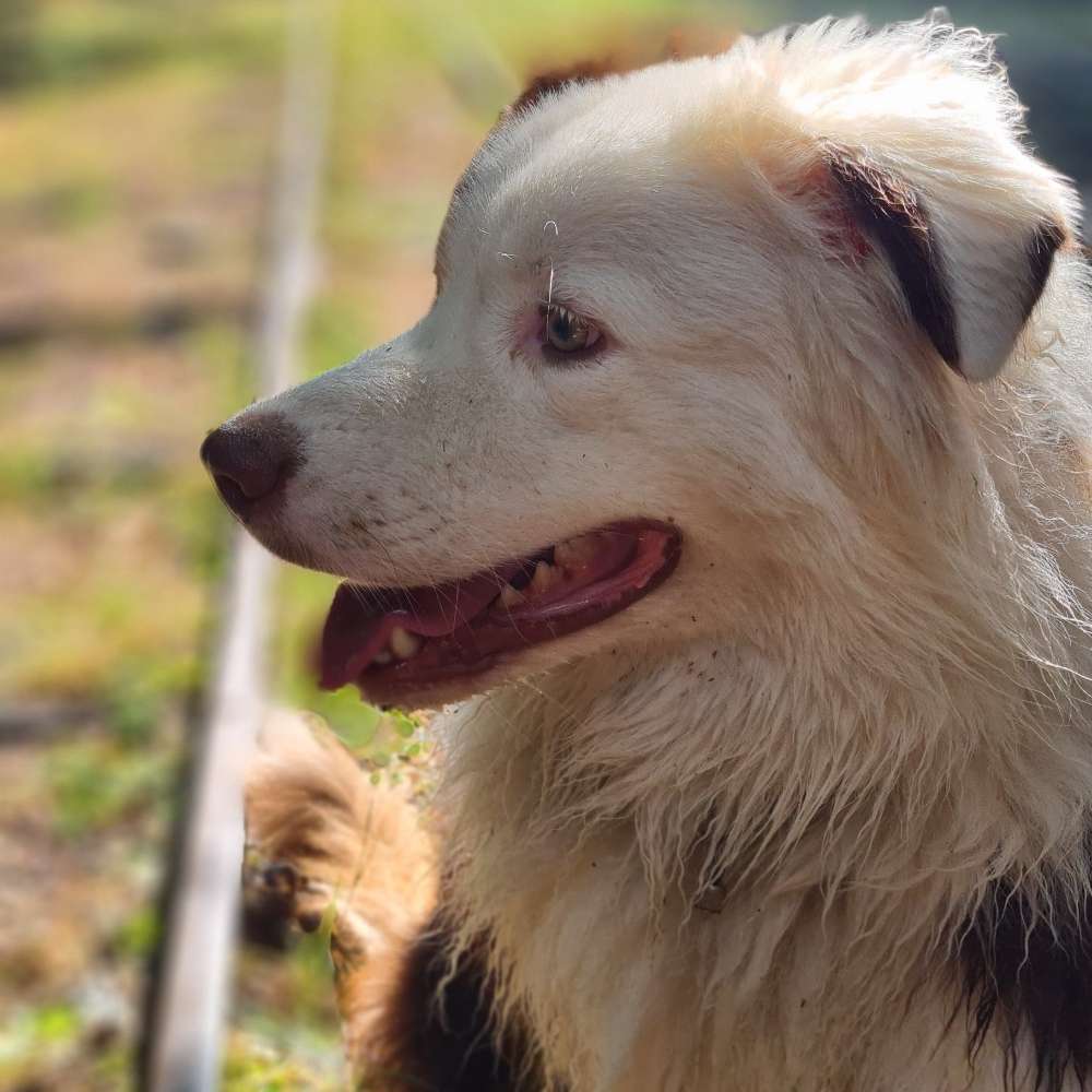 Hundetreffen-Regelmäßige Lernspaziergänge-Profilbild
