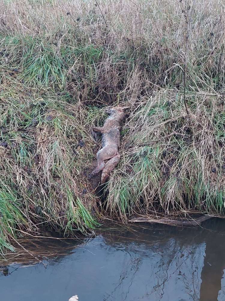 Giftköder-Toter Fuchs-Profilbild