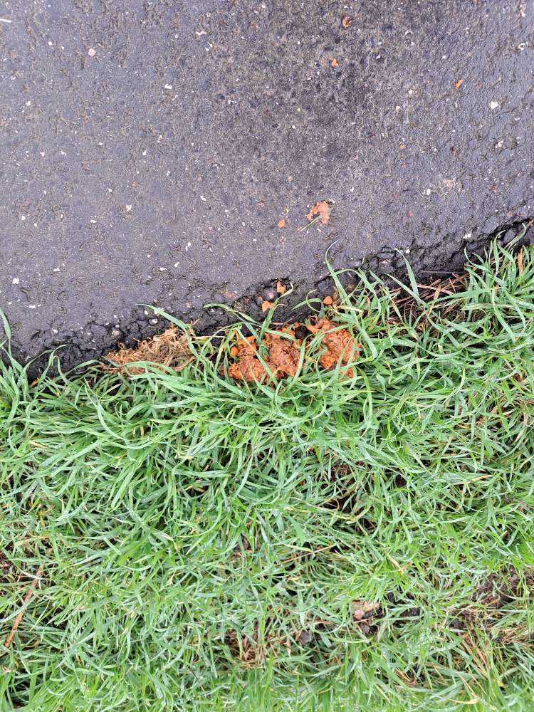 Giftköder-Möglicher giftkoder - erneut-Profilbild