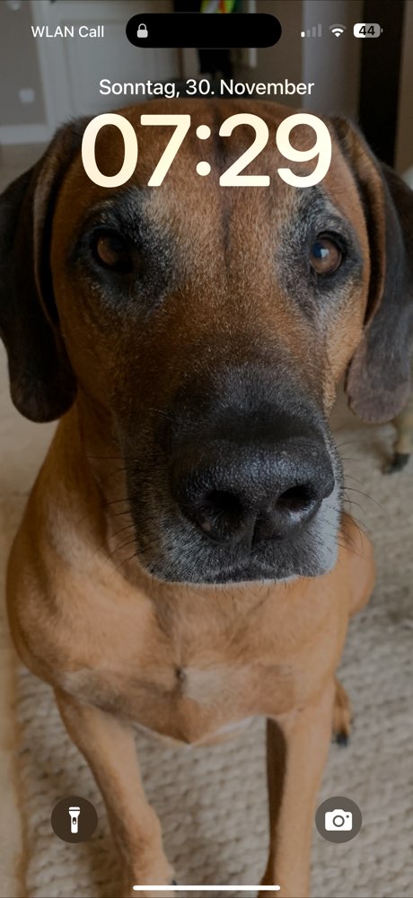 Hundetreffen-Nette Hundefreunde gesucht-Profilbild