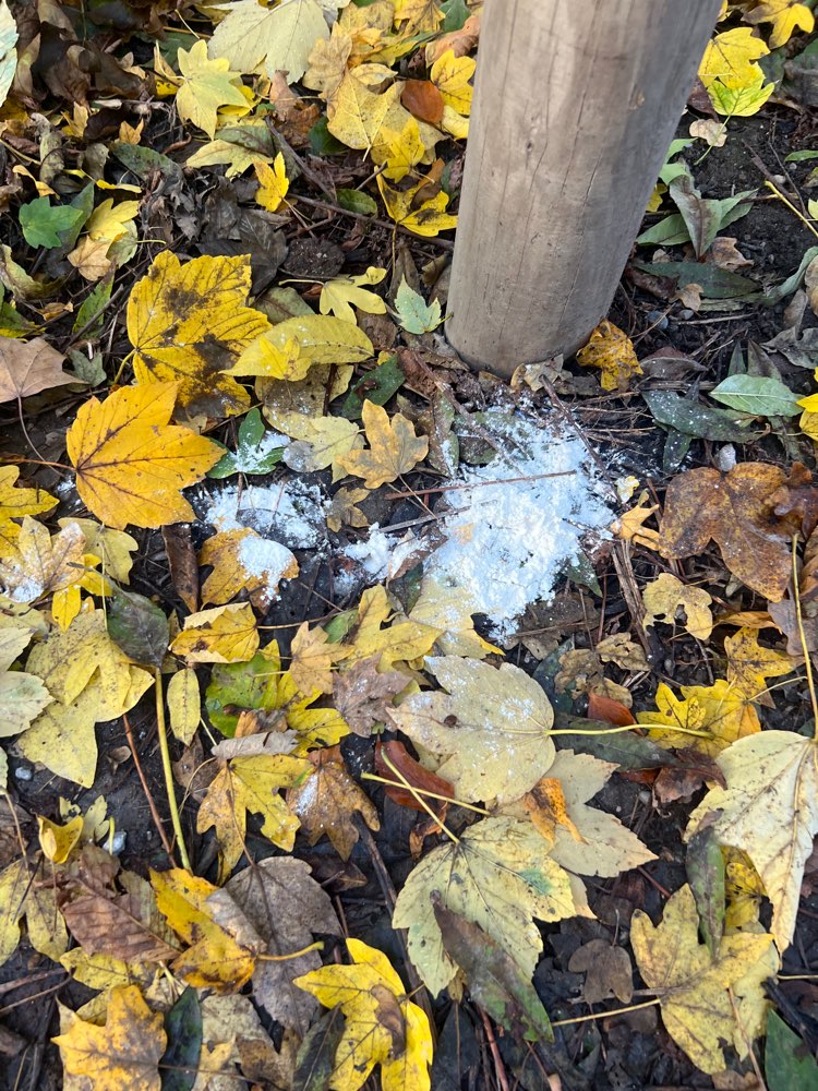 Giftköder-Weißes Pulver-Profilbild