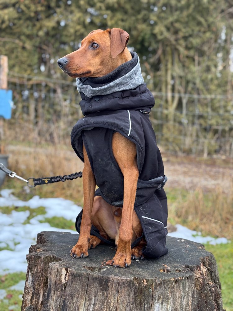 Hundetreffen-Spaziergänge, Begegnungstraining, Spielen-Profilbild