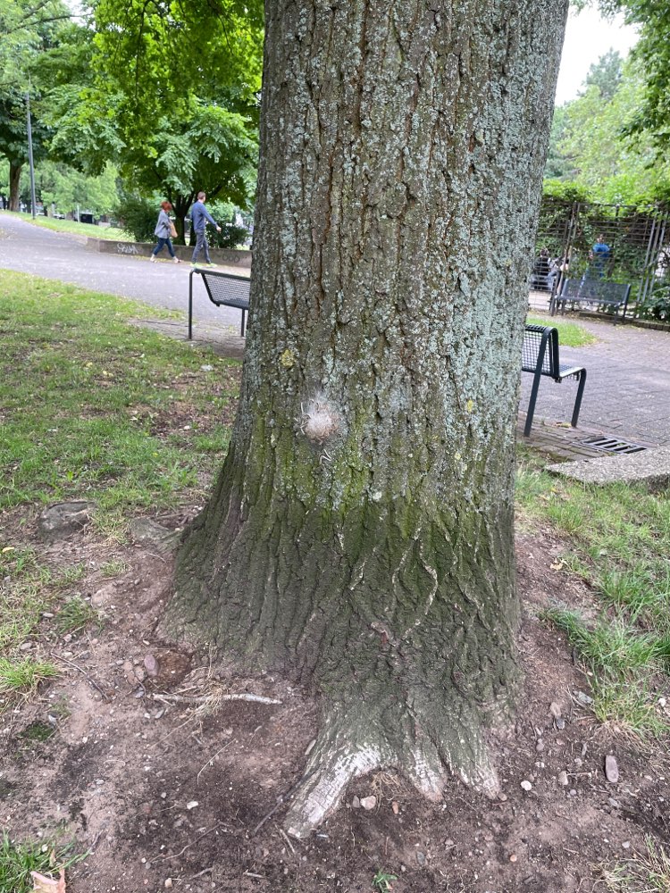 Giftköder-Eichenprozessionsspinner-Profilbild