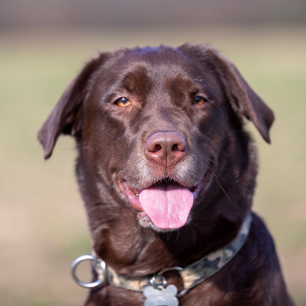 Hundetreffen-Gassi/Spielrunde-Profilbild