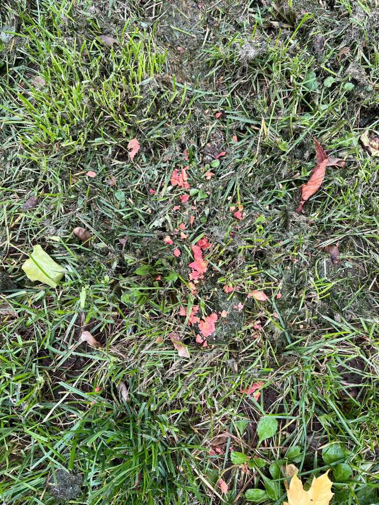 Giftköder-Verdacht auf Rattengift-Profilbild