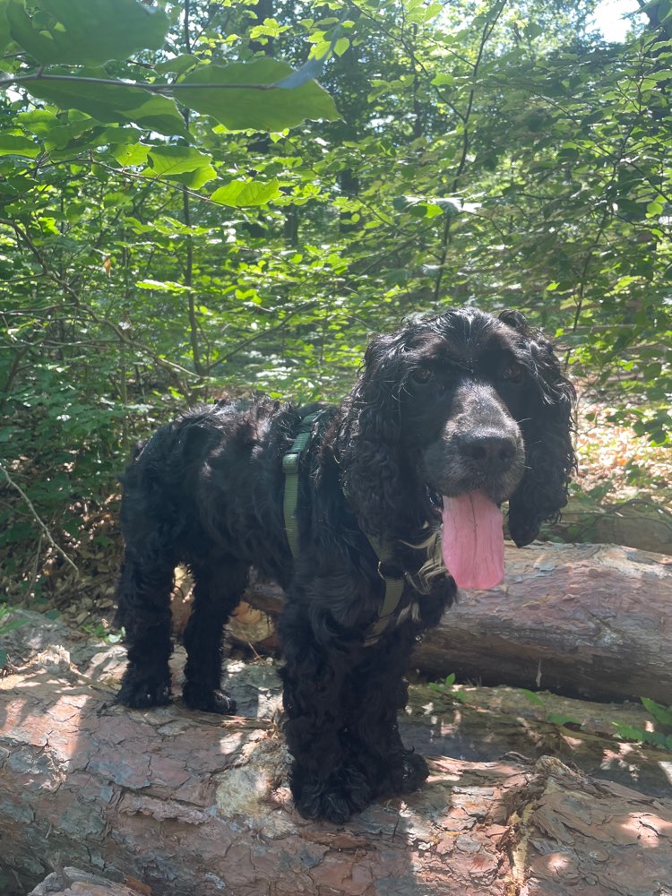 Hundetreffen-Hundekumpels für gemeinsame Gassirunden-Profilbild