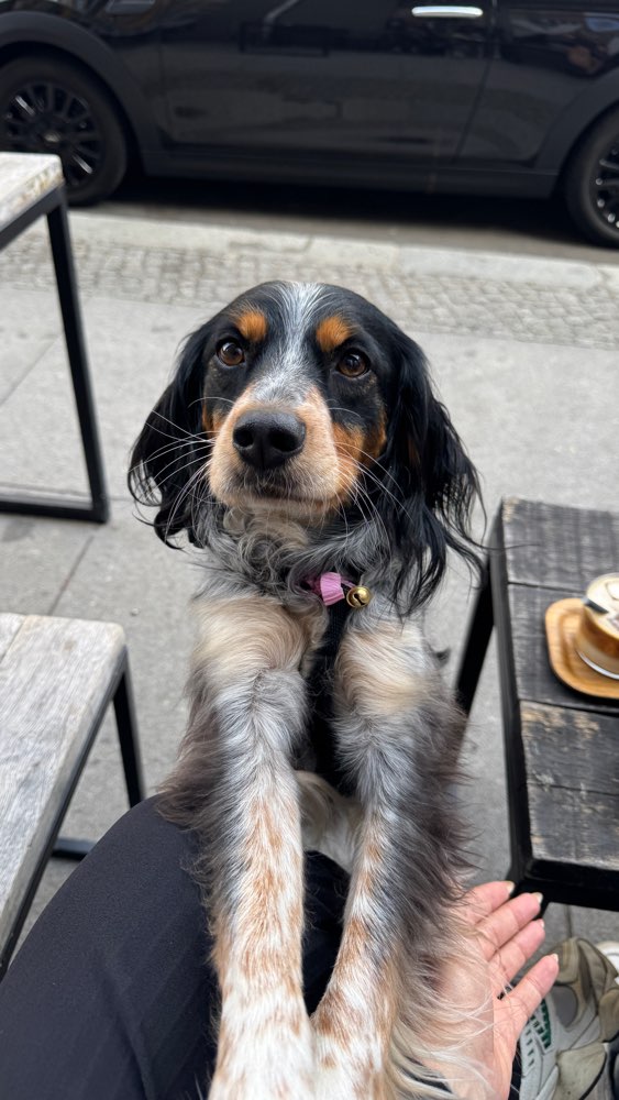 Hundetreffen-Suche fellige Freunde!-Profilbild