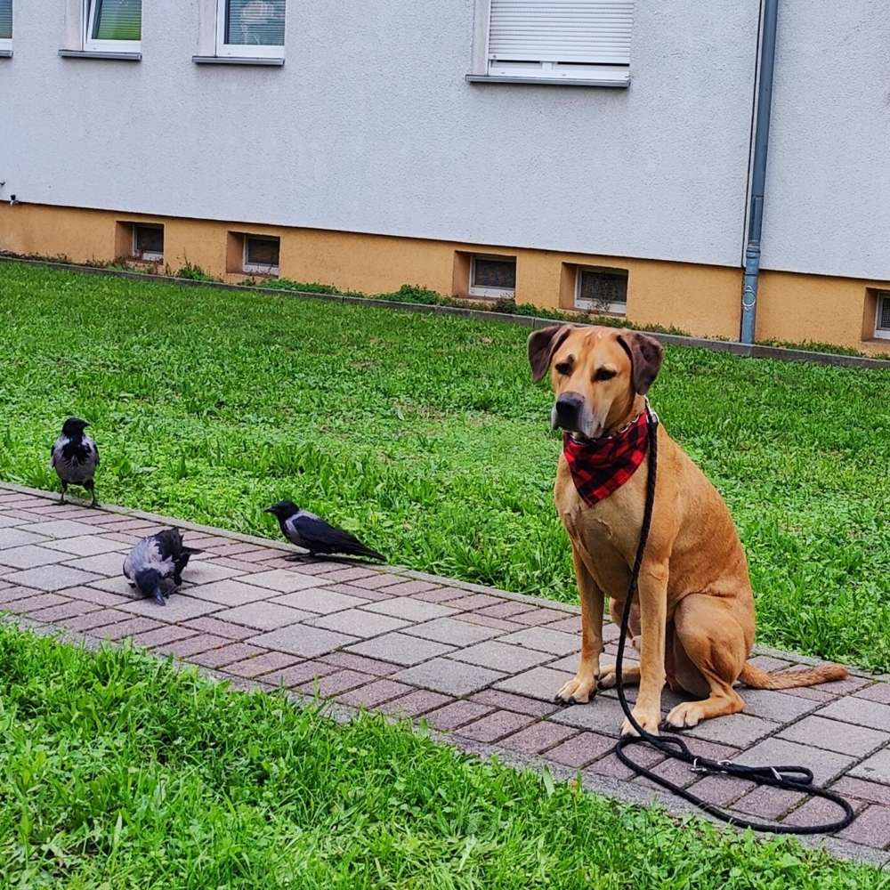 Hundetreffen-Gemeinsame Spaziergänge-Profilbild