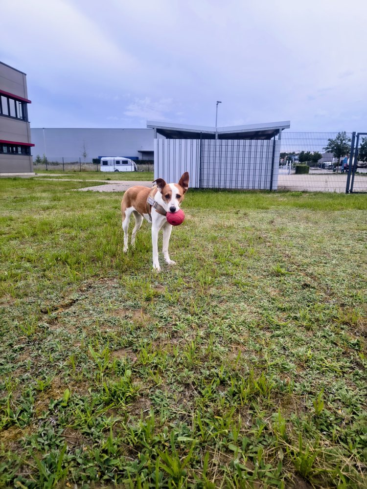 Hundetreffen-Gemeinsame Gassirunden-Profilbild