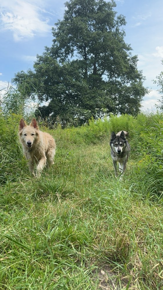 Hundetreffen-Raufbolde-Profilbild