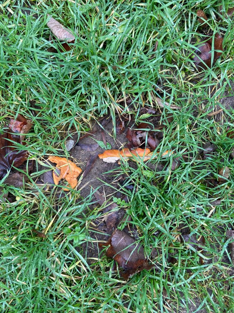 Giftköder-Eventuell Giftköder-Profilbild