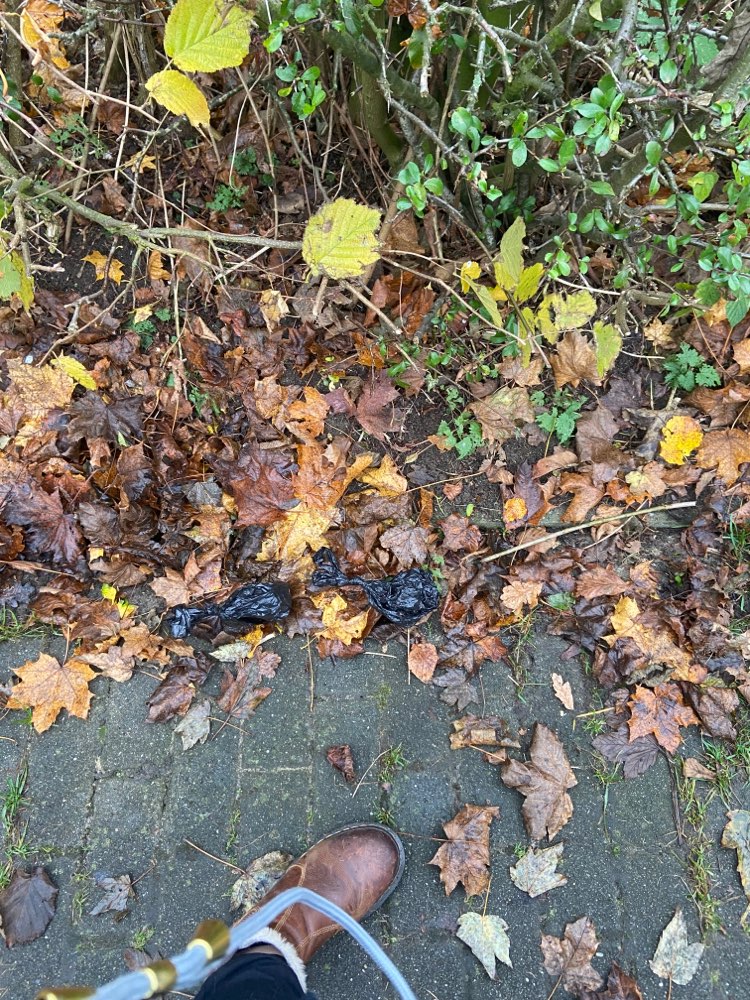 Giftköder-Evtl. Giftköder in Kotbeuteln-Profilbild