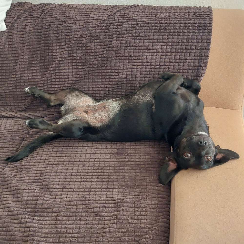 Hundetreffen-Gassi gehen und Toben-Profilbild