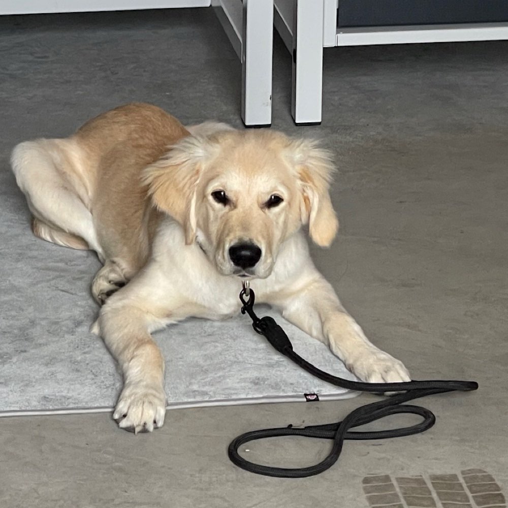 Hundetreffen-Junghund sucht Kontakt-Profilbild