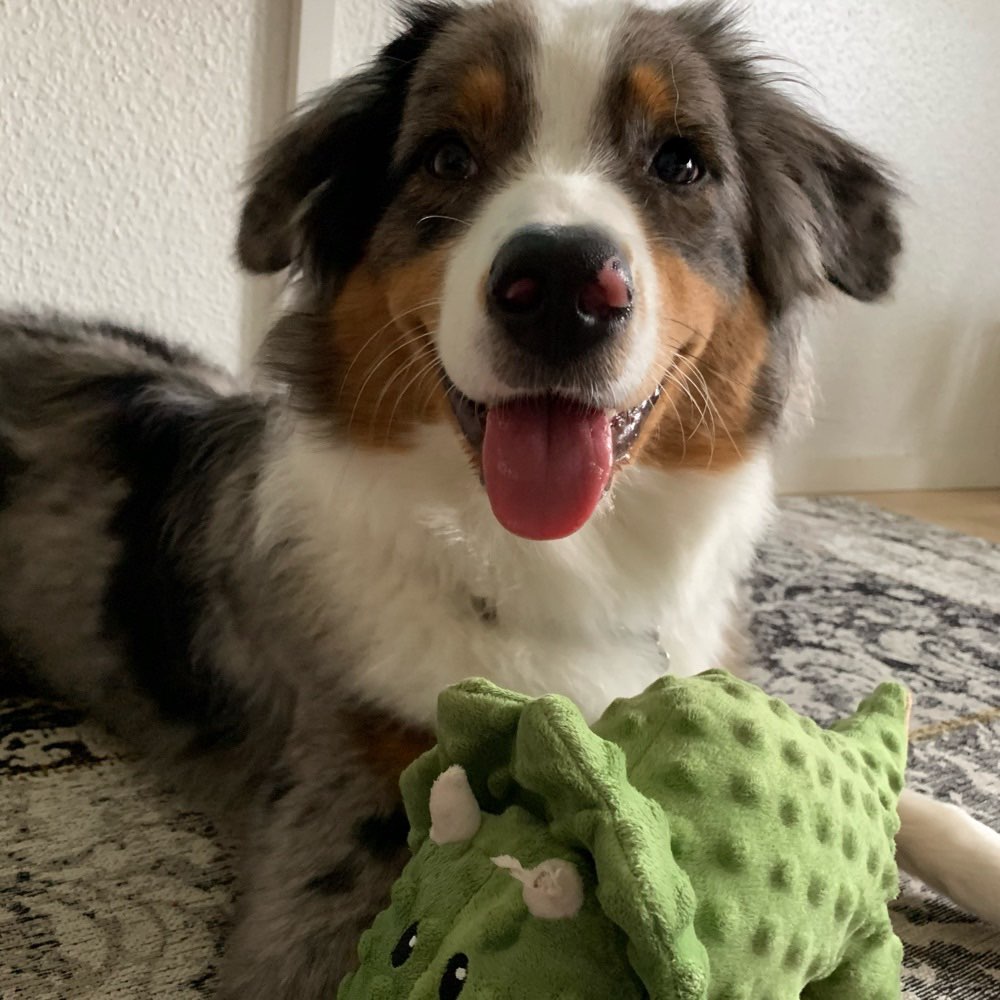 Hundetreffen-Gassi/Spielrunde in Hemsbach-Profilbild