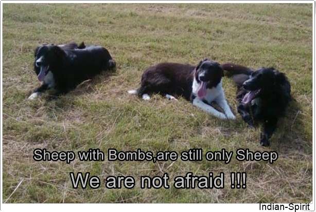 Hundetreffen-Border Collie Treff-Profilbild